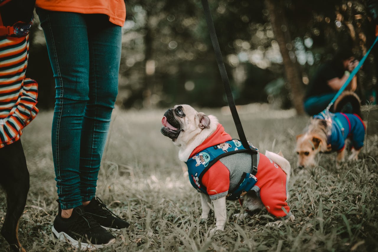Adorable dogs in colorful outfits at a São Paulo park. Perfect pet fashion shot.
